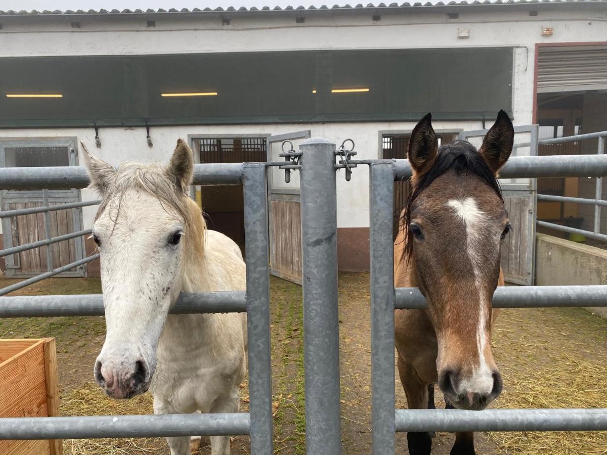 Equi-Art Reitanlage Otel Schwall Dış mekan fotoğraf